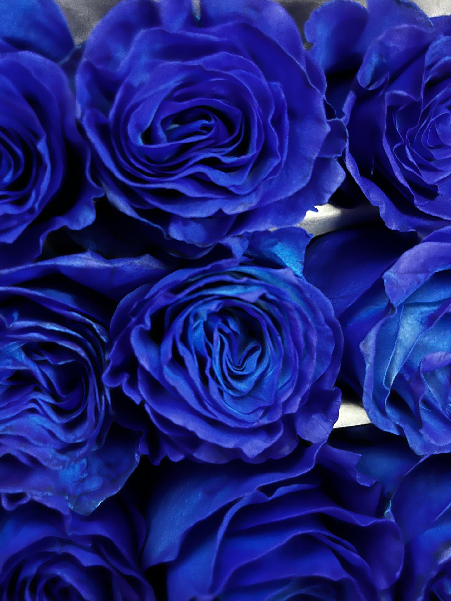 ROSA TINT