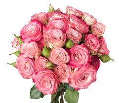 PINK ROSE